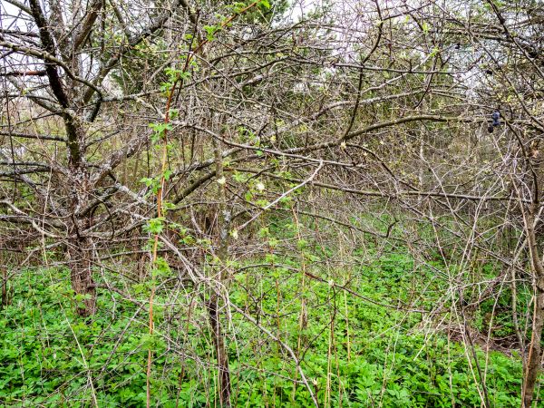 Underbrush Clearing in Eagle River