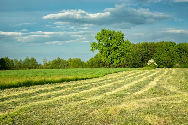 Cost of Vegetation Removal in Eagle River