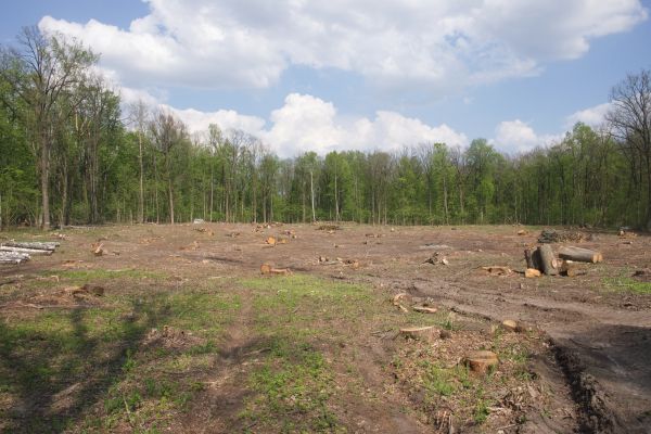 Cost of Pasture Clearing in Eagle River