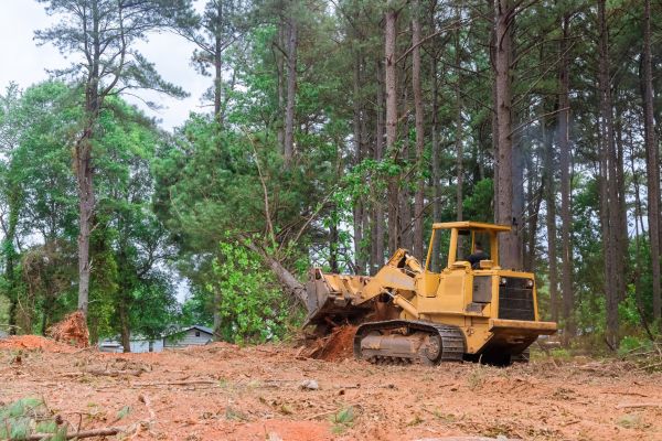 Forest Thinning in Eagle River