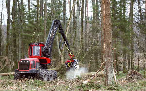 Cost of Forest Clearance Service in Eagle River