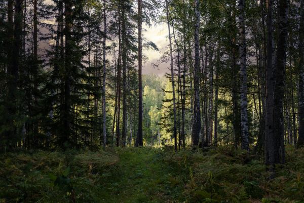 Cost of Pine Tree Clearing in Eagle River