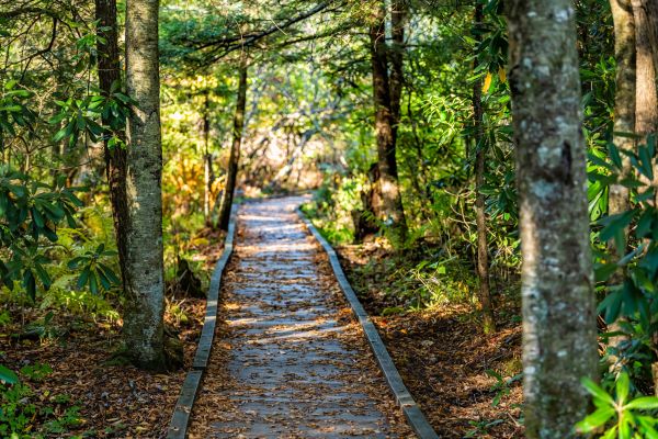 Cost of Trail Clearing in Eagle River